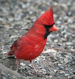 Cardinal On The Ground_24785